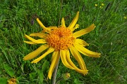 94 Arnica montana